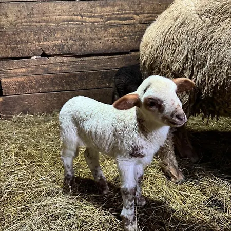Vakantieboerderij Casa Mariei Vama Buzăului